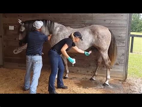 jerking off a horse|Horse Intense Jerk Off .